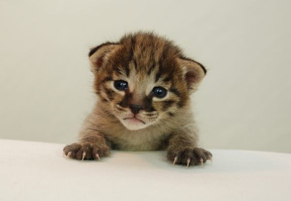 Маленький котенок саванны