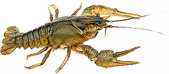 картинка краба