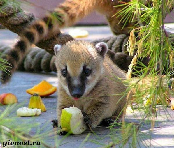 Нос-животное-образ жизни-и-среда обитания-носо-8