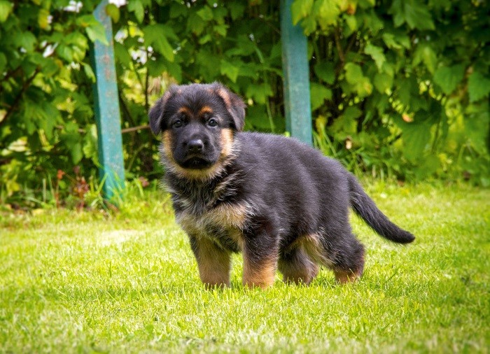 Faktorer som påvirker levetiden Forventet levealder for hundeforeldre