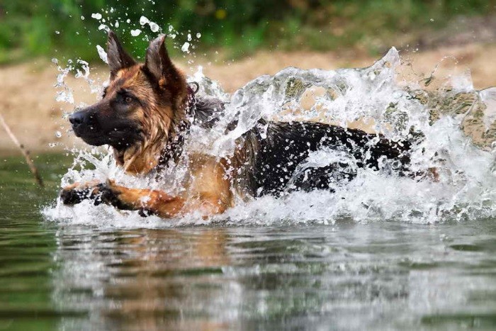 Svømming i vannet Å leve et levende liv