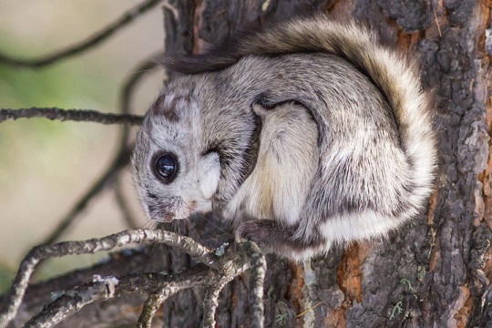 Животные и растения Алтайского края, занесенные в Красную книгу
