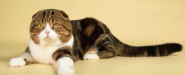 Кошка шотландская вислоухая лежит