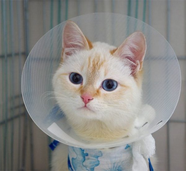 Послеоперационный елизаветинский воротник