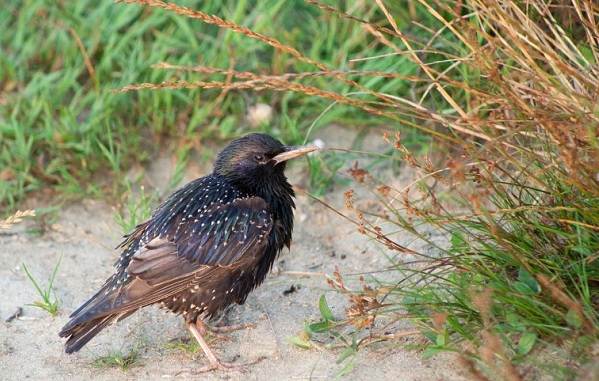 Образ жизни и среда обитания скворца-скворца-11