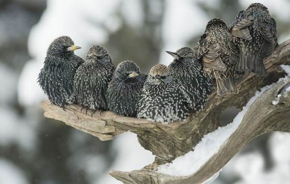 Образ жизни и среда обитания скворца-6