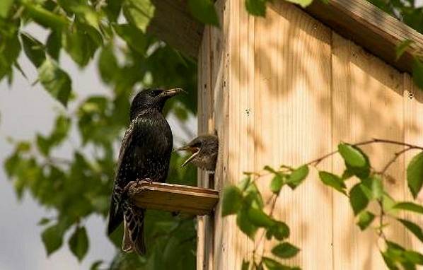 Образ жизни и среда обитания скворца-7