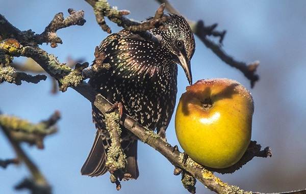 Образ жизни и среда обитания скворца-скворца-8