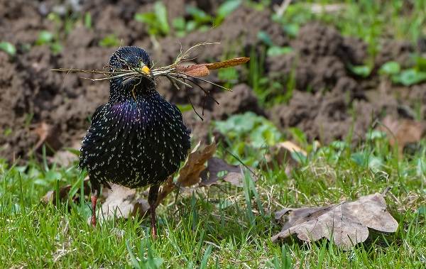 Образ жизни и среда обитания скворца-9