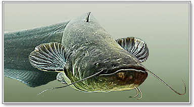 Сом картинка сом