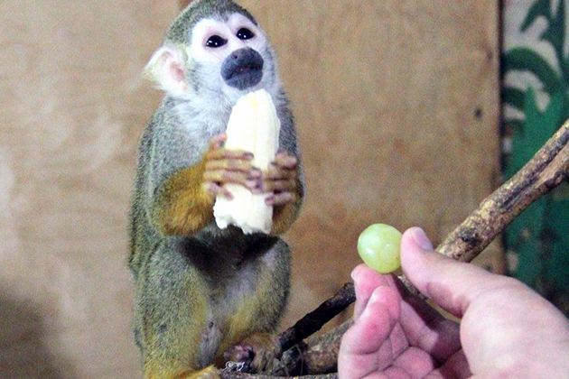 Самири питаются растительностью и фруктами Самири питаются растительностью и фруктами