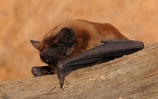 Красная книга Краснодарского края