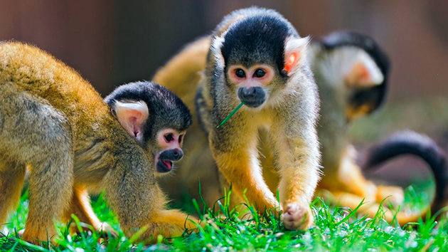 Все виды саймири охраняются законом Все виды саймири охраняются законом