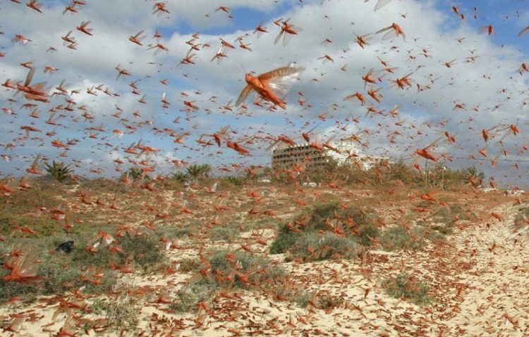 Стадии развития саранчи: есть ли куколка, описание процесса размножения и заботы о потомстве