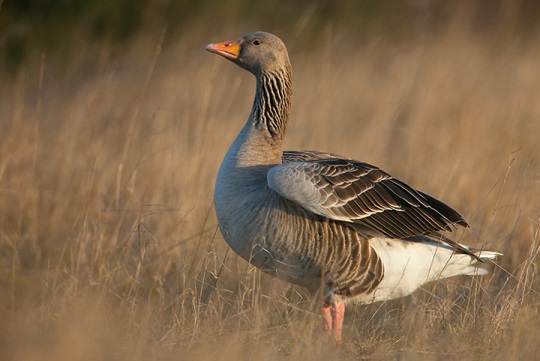 Крымские эндемичные растения и животные