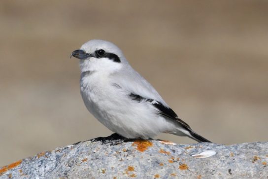 Животные и растения Алтайского края, занесенные в Красную книгу