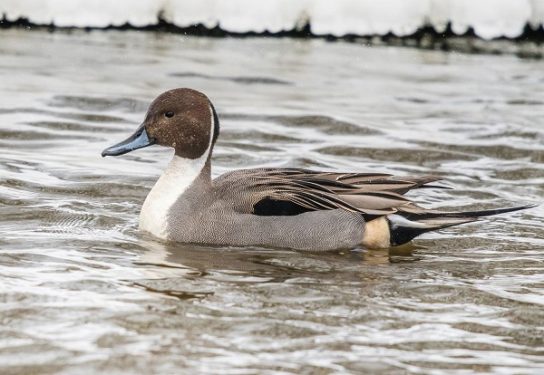 Растительный мир Африки: список редких представителей флоры и фауны, эндемики африканского континента