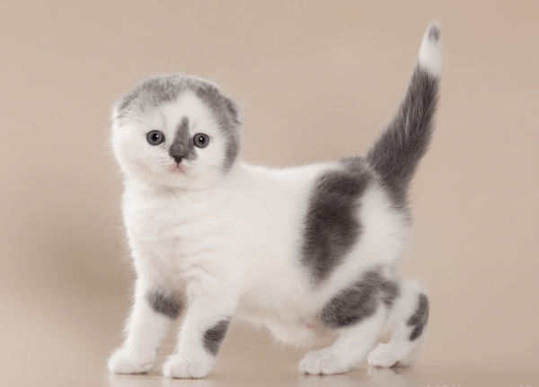 Пятнистый котёнок породы шотландская вислоухая