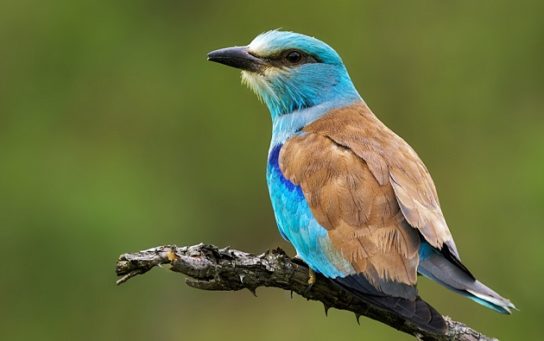 Крымские эндемичные растения и животные