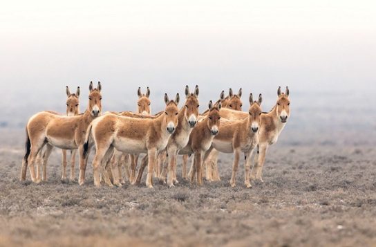 Животные пустыни и их удивительные механизмы приспособления