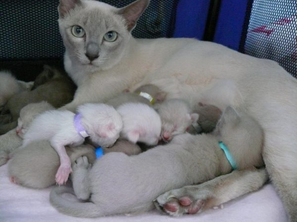 Тонкинская кошка с котятами