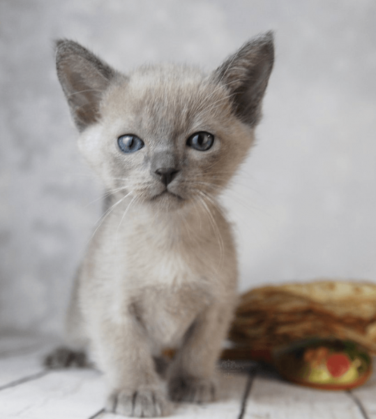 Тонкинский котёнок сидит на полу