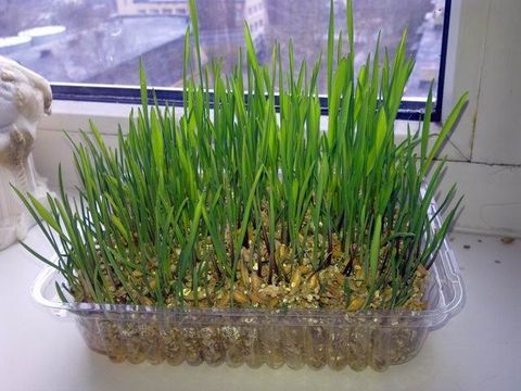 Трава для кота