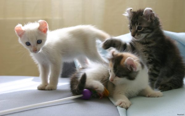 Три котёнка кёрла