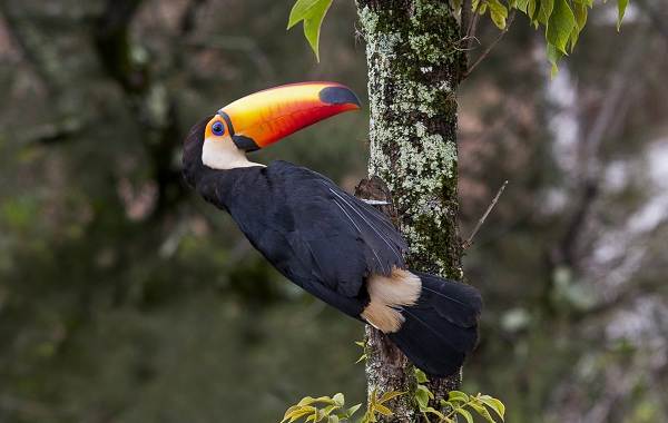Тукан-птица-Образ-жизни-и-среда-обитания-тукана-13