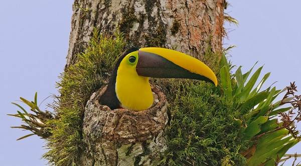 Тукан-птица-Образ-жизни-и-среда-обитания-тукана-14