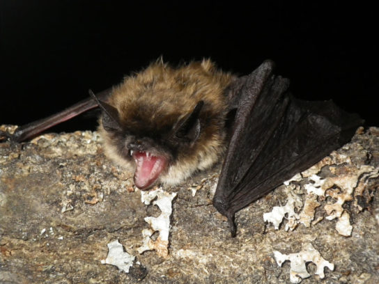 Красная книга Краснодарского края