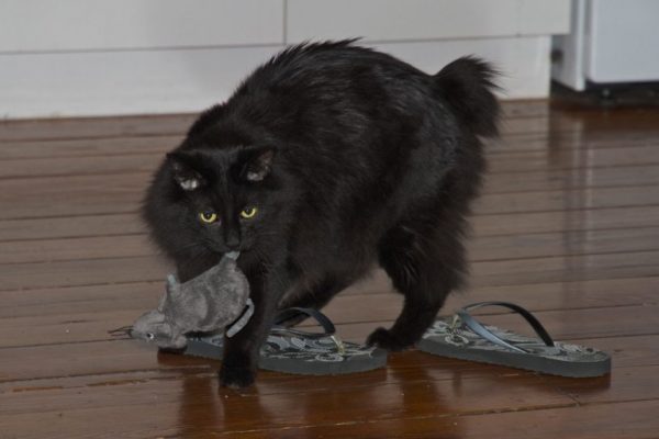 Кимрик: сколько живут, окрас, темперамент, повадки, частота кормления, болезни и дефекты породы