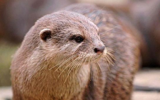 Животные и растения Алтайского края, занесенные в Красную книгу