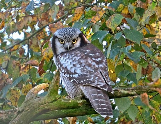 Животные Тайги