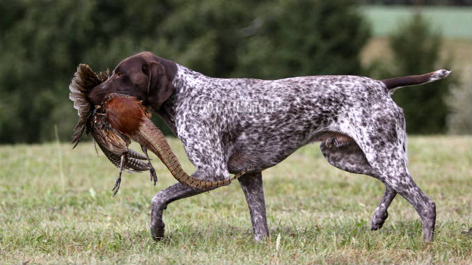 Медвежонок Курцхаар картинка из игры