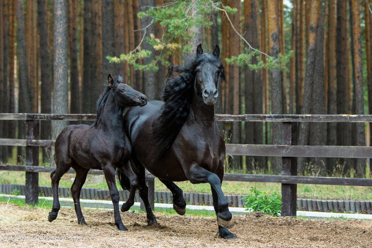 Фризская порода лошадей: описание, особенности содержания и кормления