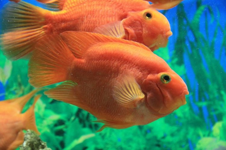 Акары: виды и их содержание