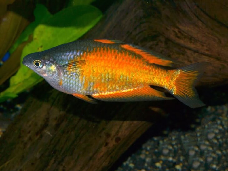 Неоновая радужница, или Melanotaenia praecox: содержание,разведение