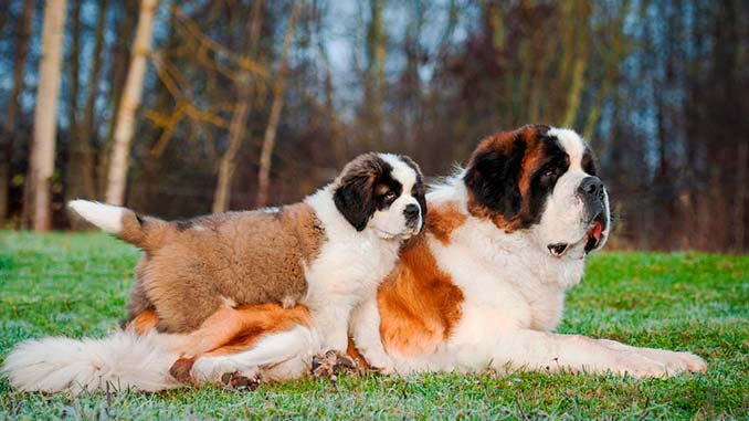 сенбернар фото со щенком