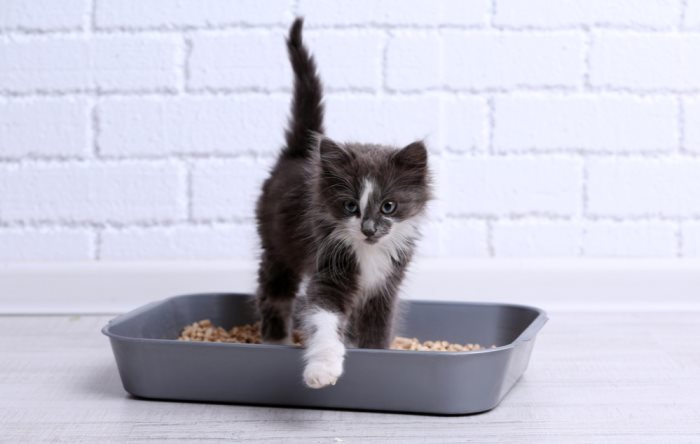 Как приучить котенка к лотку с наполнителем быстро и легко: советы и рекомендации
