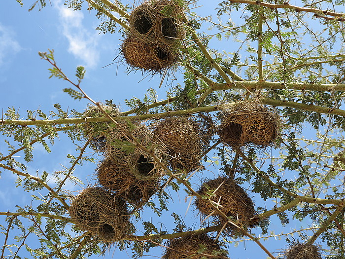 Вьюрок или Юрок?