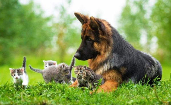 Немецкие овчарки и котята Немецкие овчарки и котята