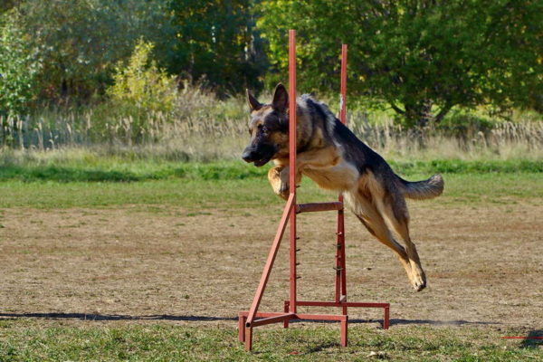 Учу пастуха брать барьер Немецкая овчарка преодолевает барьер