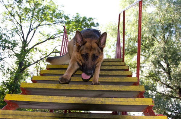 Учим пастуха подниматься и спускаться по открытой лестнице Овчарка ходит по открытой лестнице