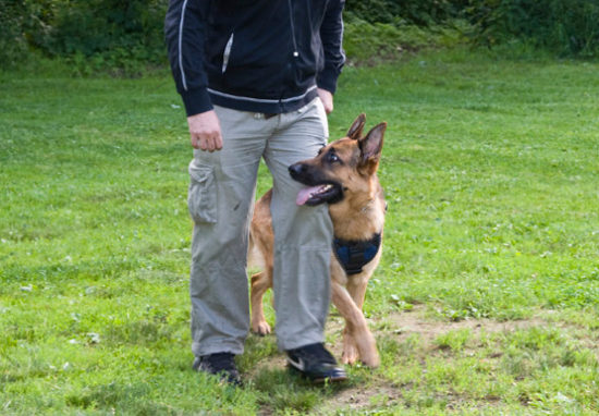 Научите пастуха выполнять команду рядом с вами Немецкая овчарка следует за ближайшей командой