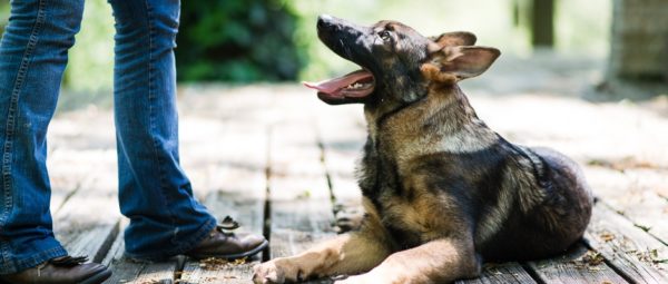 Пастух выполняет команду Пастух выполняет команду