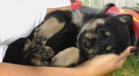 Щенок немецкой овчарки спит Щенок немецкой овчарки спит