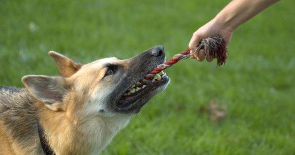 Игра в буксир с пастухом Игра в буксир с пастухом