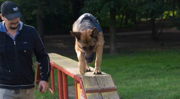 Учим пастуха ходить по барьеру Немецкая овчарка идет вдоль барьера