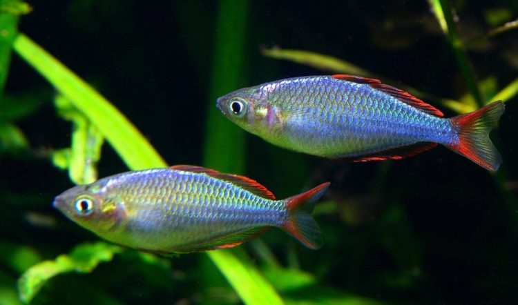 Неоновая радужница, или Melanotaenia praecox: содержание,разведение